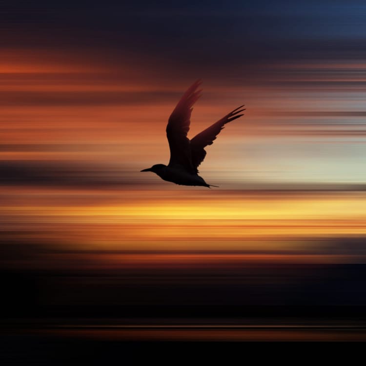 On poetry and the innocence of the unconditioned mind